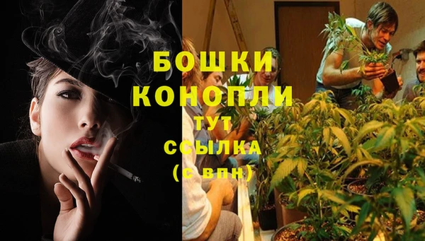 сатива Пролетарск